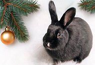 Подарунки на Новий рік 2023 – рік Чорного Водяного Кролика